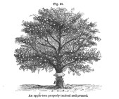 Trained&PrunedAppleTree