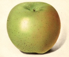 Rhode Island Greening - detail