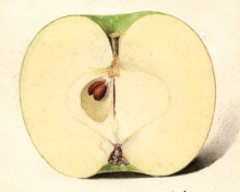 Rhode Island Greening - detail section