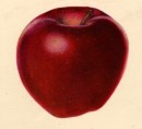 POM00002235(Red Delicious)