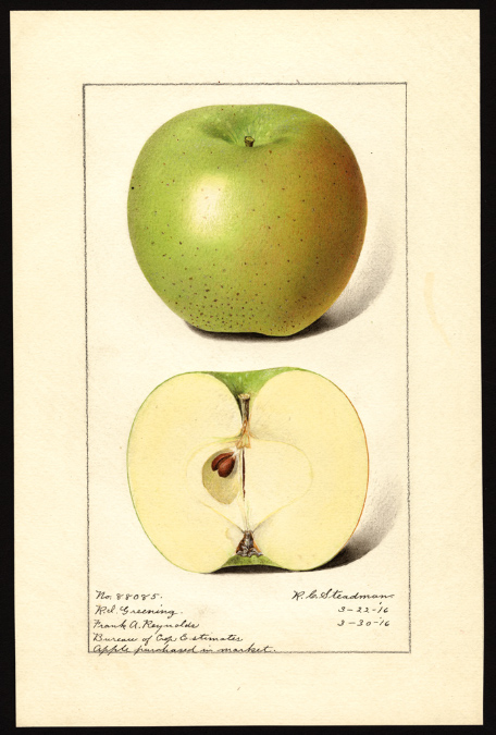 Rhode Island Greening