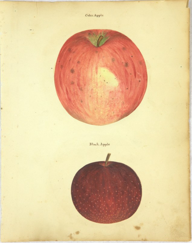 CiderApple&blackapple