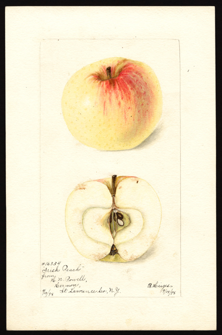 POM00000409 Irish Peach