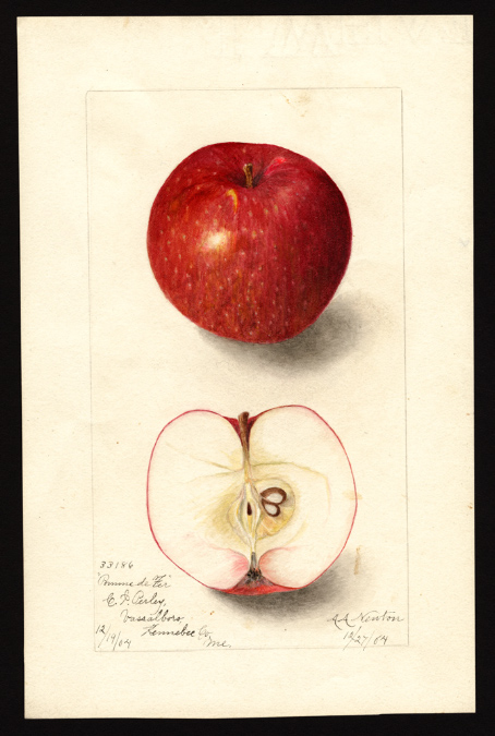 POM00000679Pomme de Fer 1904