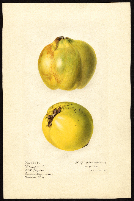 POM00001122ChampionQuinceGEXS