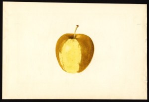Golden Delicious Apple