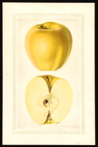 Golden Delicious Apple