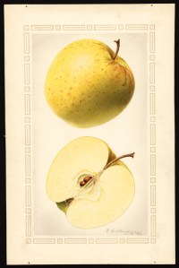 Golden Delicious Apple