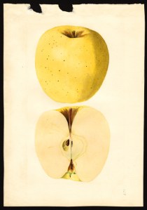 Golden Delicious Apple