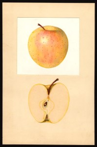 Golden Delicious Apple