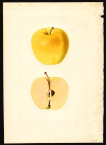 Golden Delicious Apple