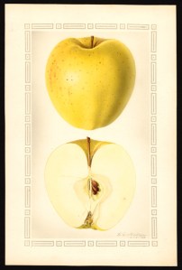 Golden Delicious Apple