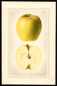 Golden Delicious Apple