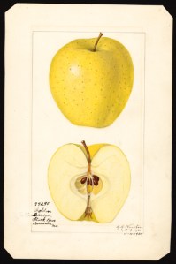 Golden Delicious Apple