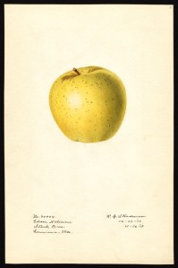 Golden Delicious Apple