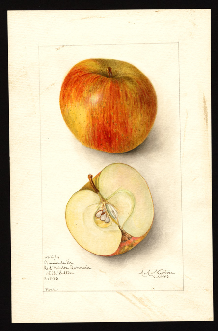 POM00002970Pomme de Fer 1906