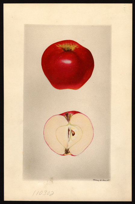 POM00004259 Seedling No. 49