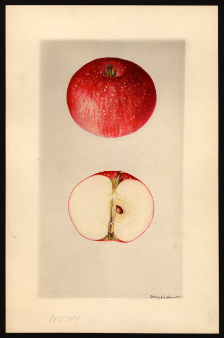 POM00004260 Seedling No.1