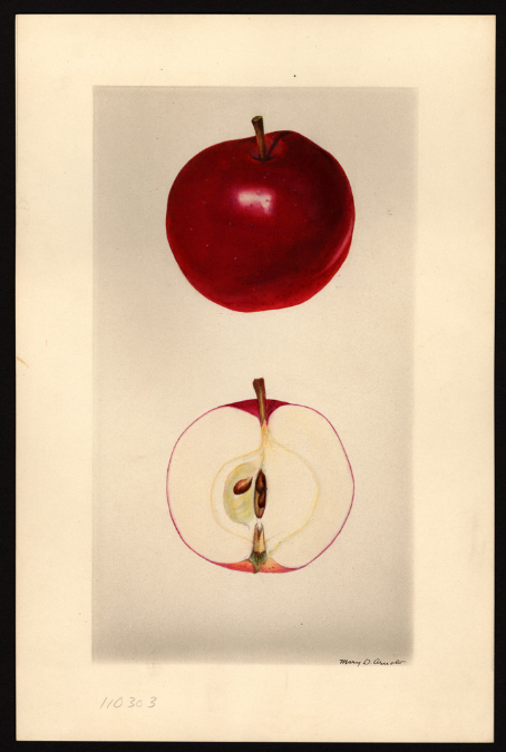 POM00004273 Seedling No 34