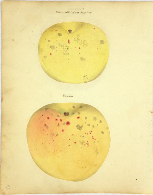 Wetherill's White Sweeting