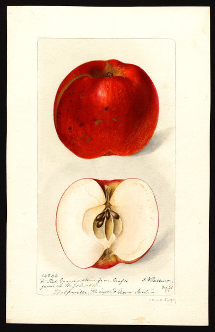 POM00003059wolfville