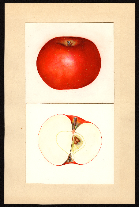 POM00003062REDGrav1910NY