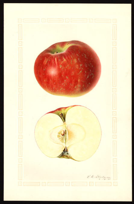 POM00003064RedGrav VA1931