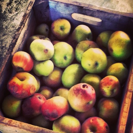 Apples in a crate at Albemarle Cider Works Vintage Virginia Apples