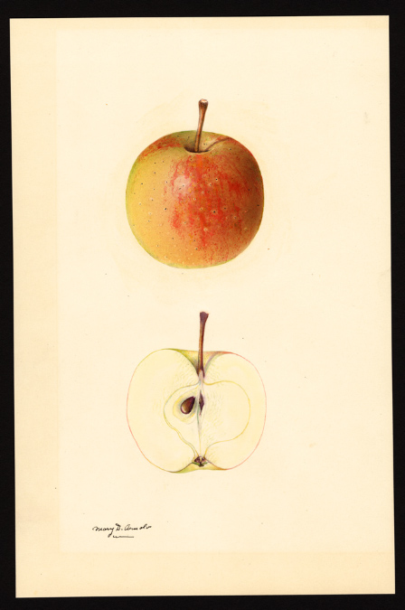 Malus domestica: Smith Cider