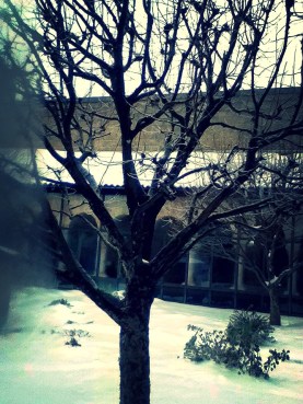 Pollarded crab apple trees Cruxa Cloister