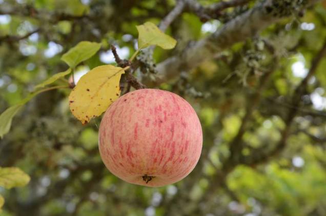 Fort Ross1383074_232226773603226_180268532_n